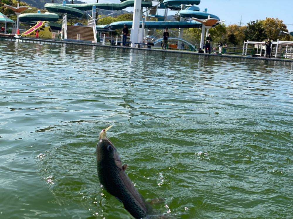 かめプー　放流多めでお祭り