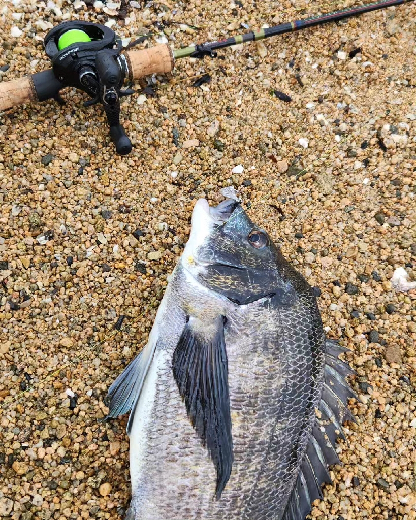 ご無沙汰ちぬぅー