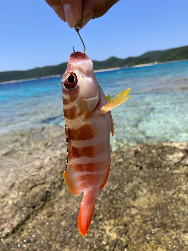 沖縄で釣り！