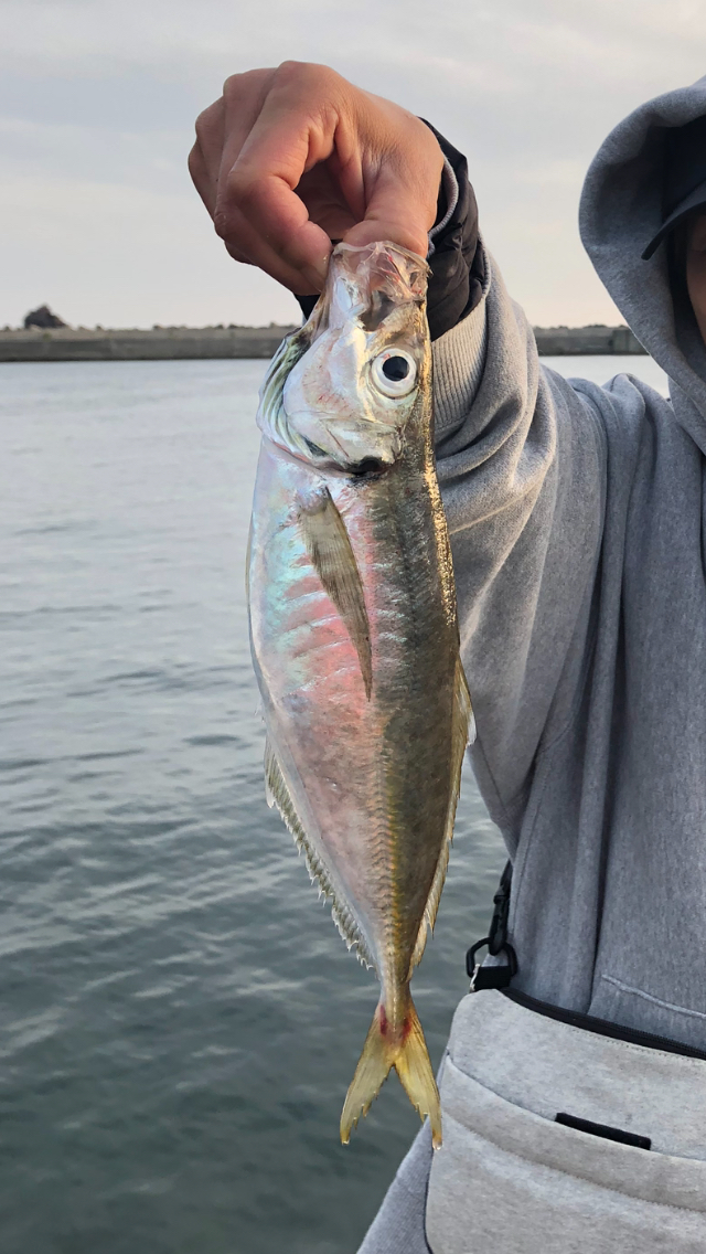 アジング〜投げ釣り