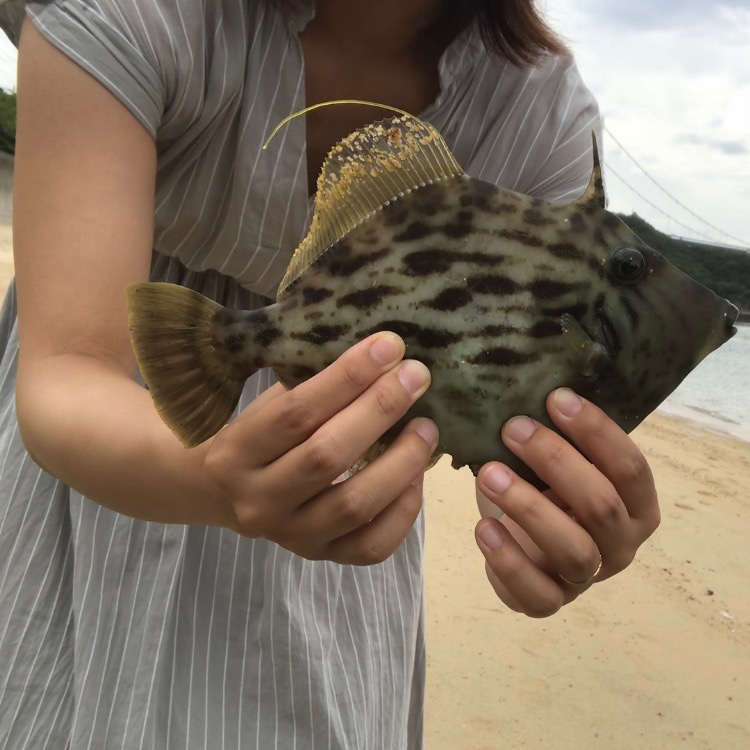 大島投げカワハギ