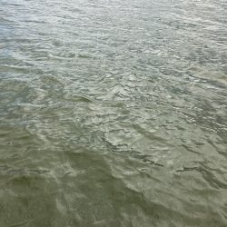 GW後半の琵琶湖45cm