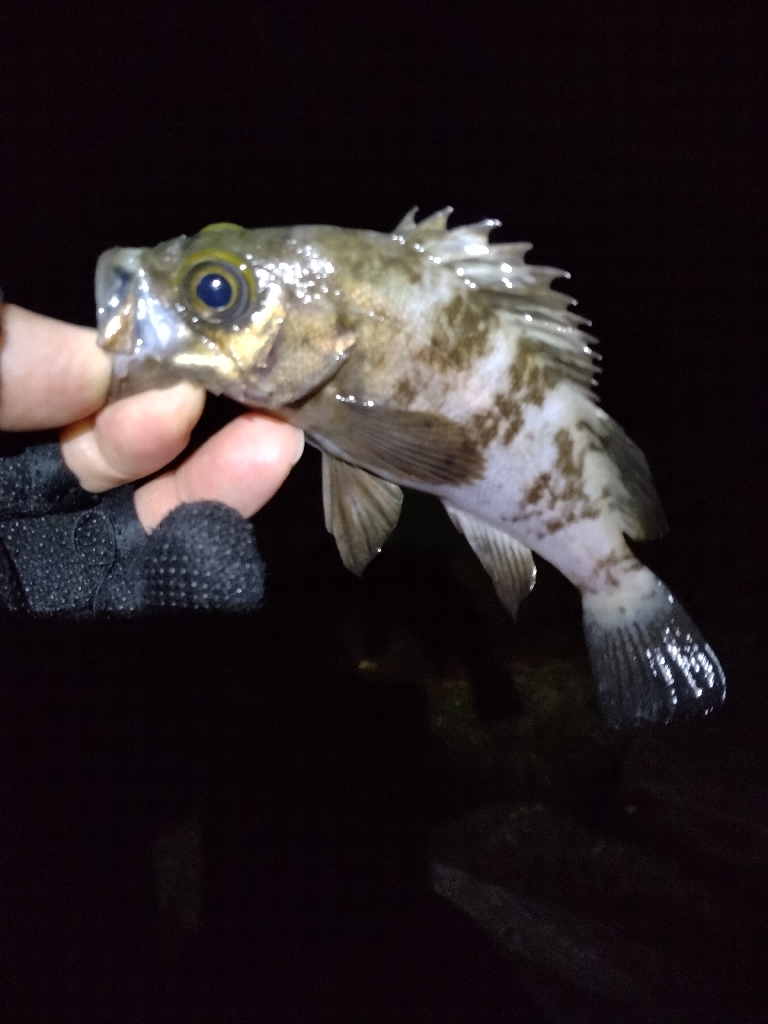 雨にも負けず