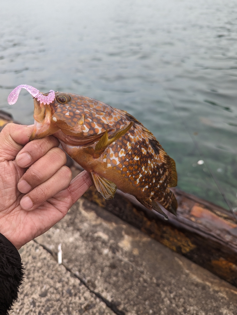 陸っぱり釣行記