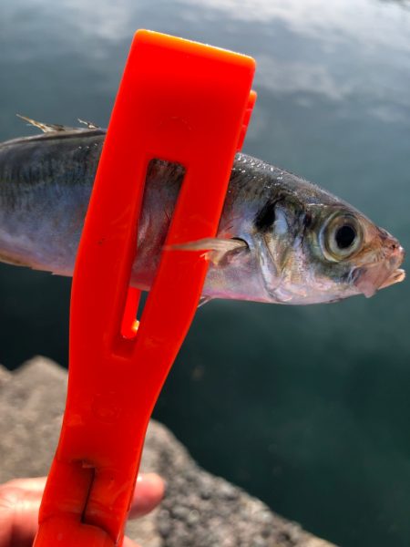 アジング〜投げ釣り