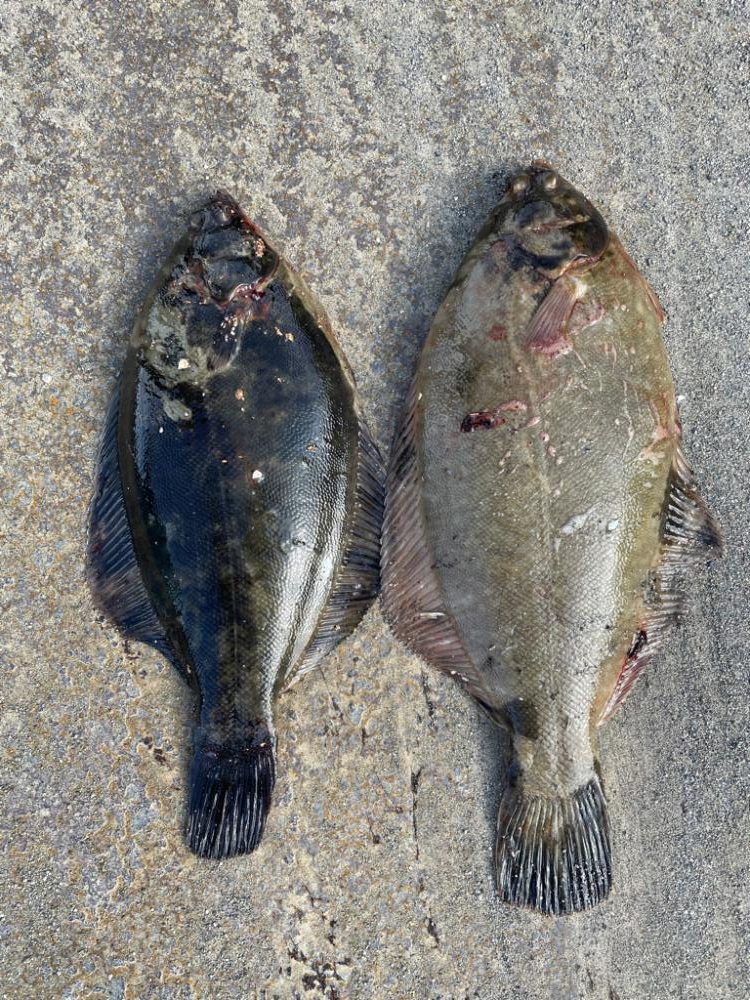 久々のカレイ釣り