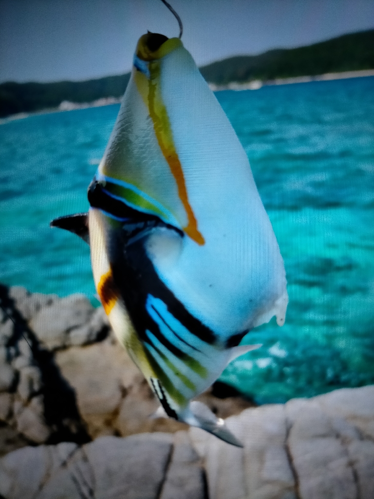 沖縄 スプーンで釣り