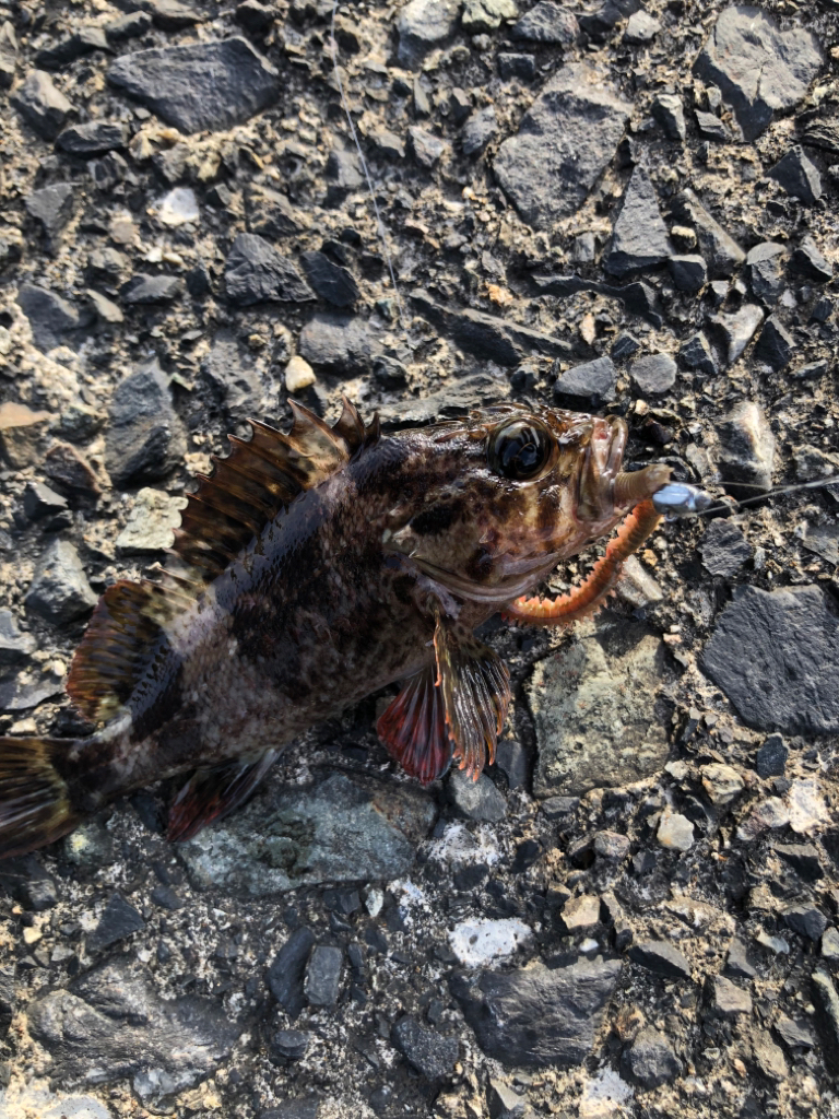 アジング〜投げ釣り