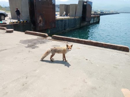 岩内港でホッケ釣り！！ルアーではアメマスが釣れる！！