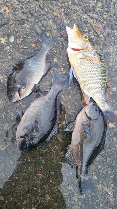 和歌山市江（吉丸渡船）でグレ釣り