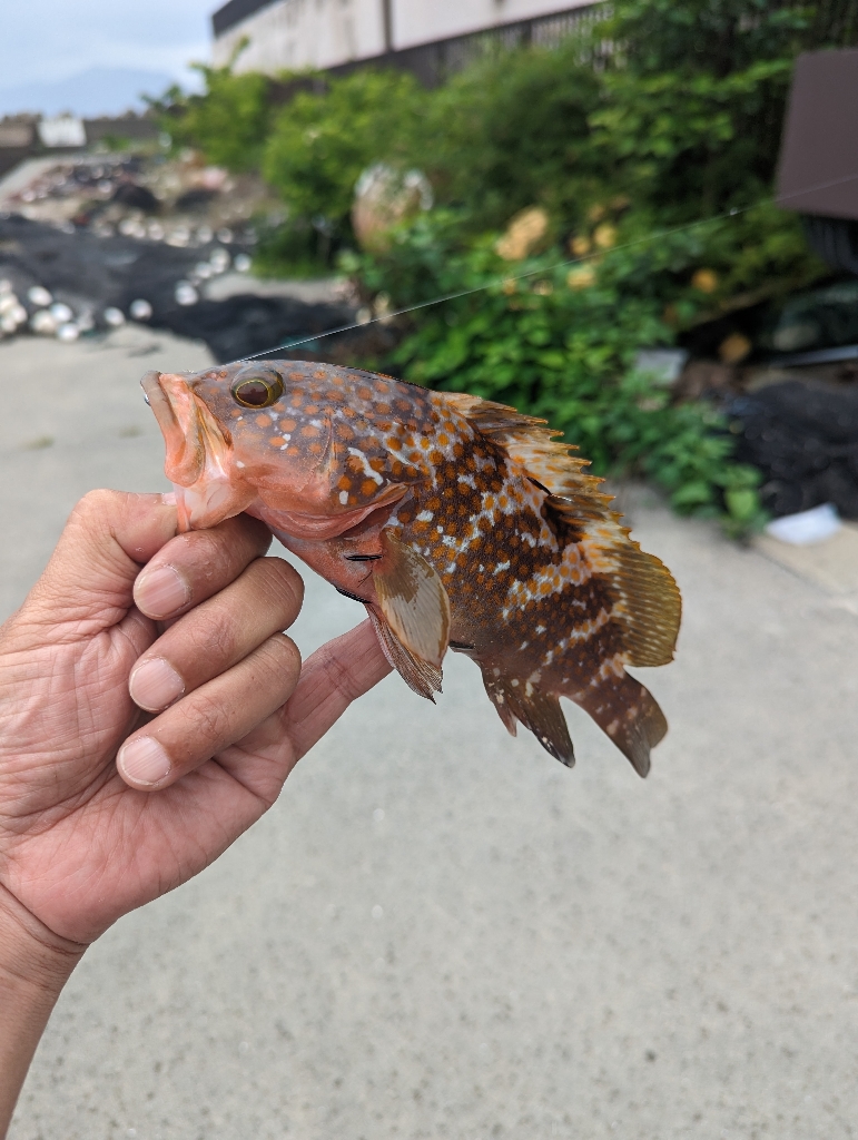 陸っぱり釣行記