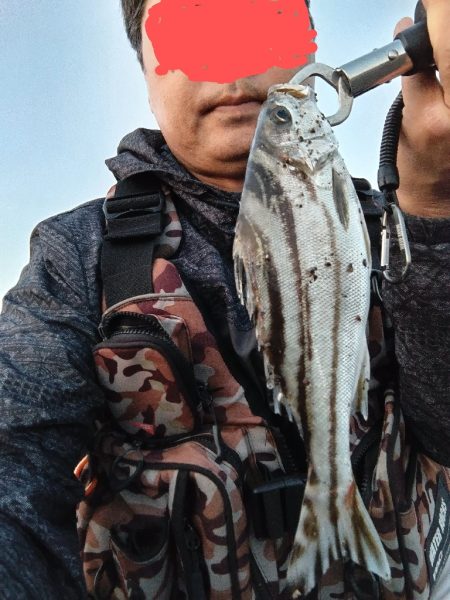 コトヒキ釣れました。