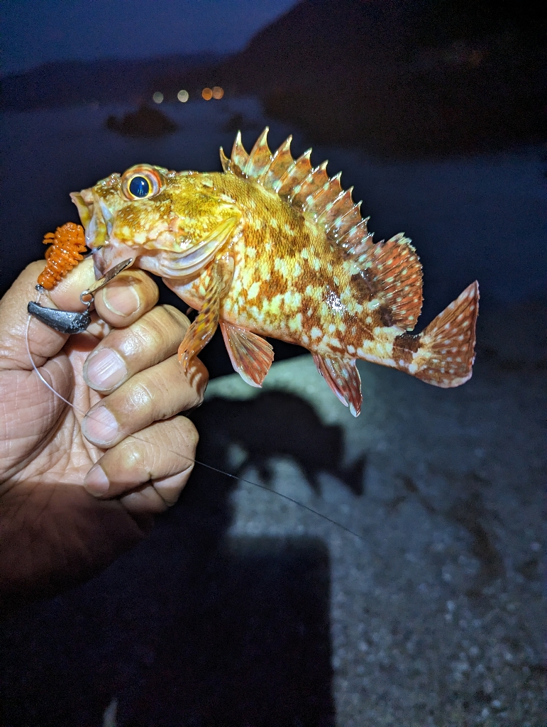 陸っぱり釣行記