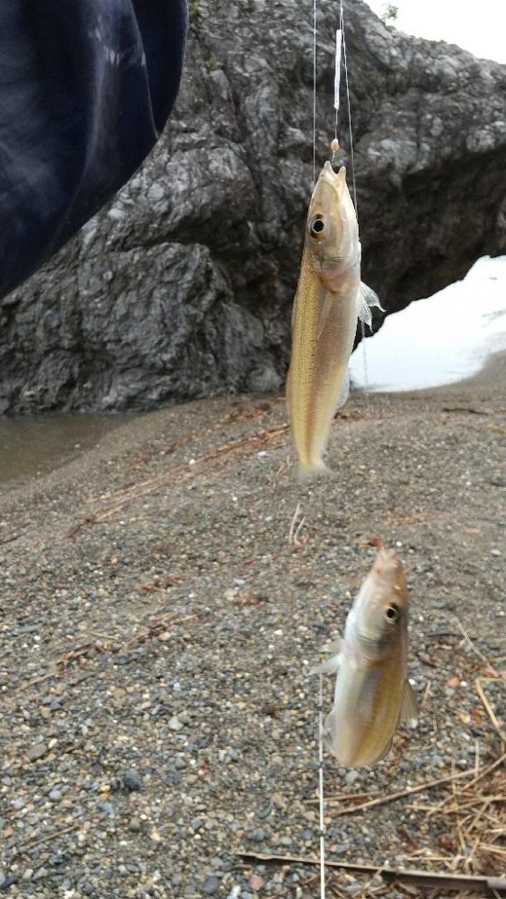 キス釣り〜連投