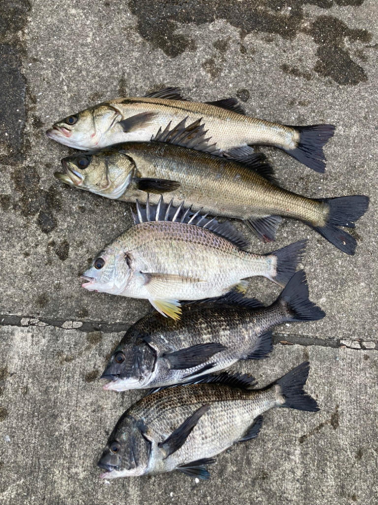 魚の活性高いです