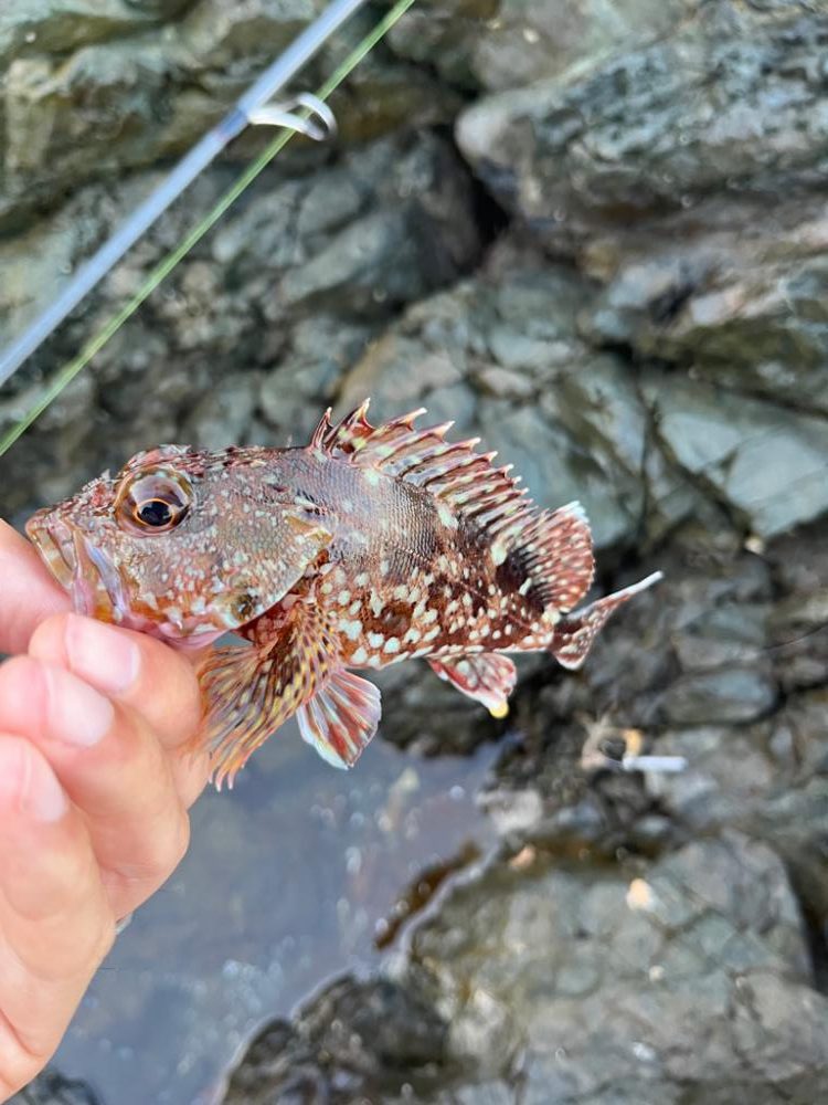 小浜根魚ライトゲーム