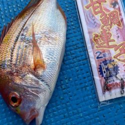 敦賀☆魚イカメタルリレー便