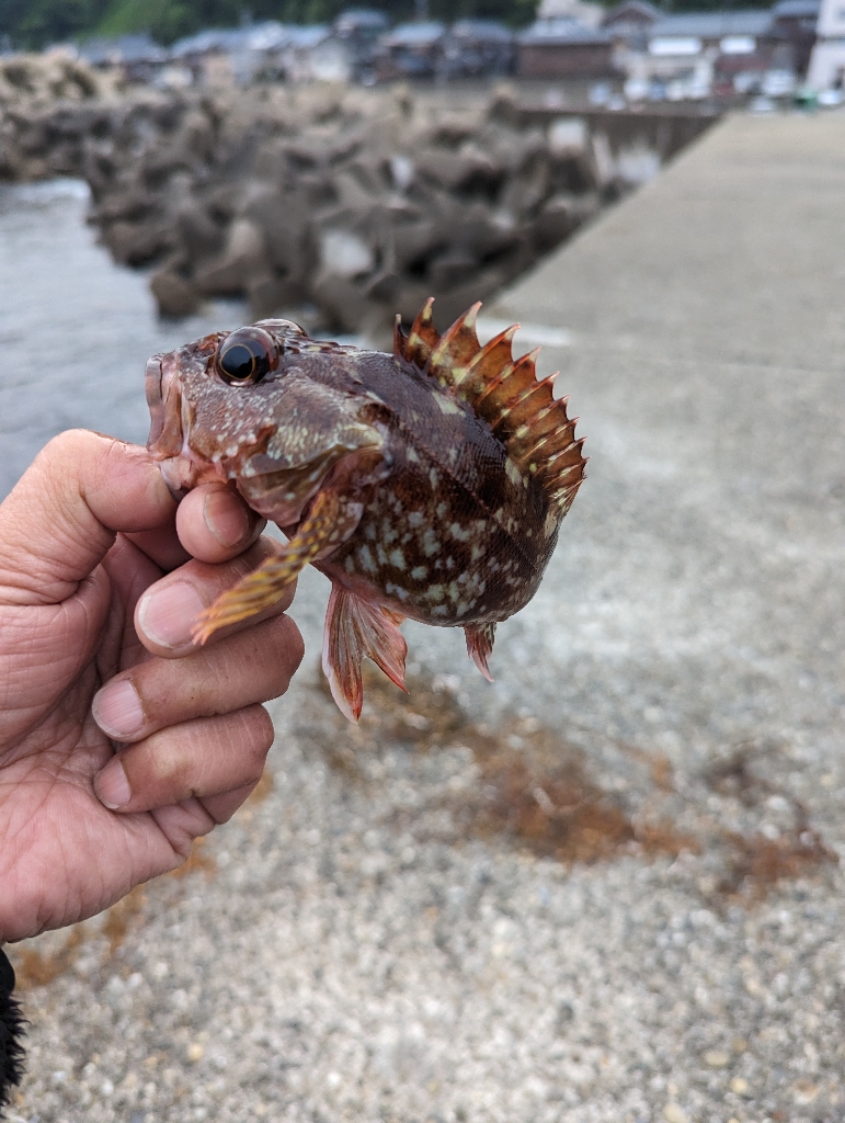 陸っぱり釣行記