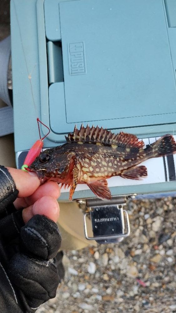 たまらず穴釣り