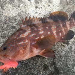 【タコフィネス】 大阪市内でアコウ40cm弱とタコ500g