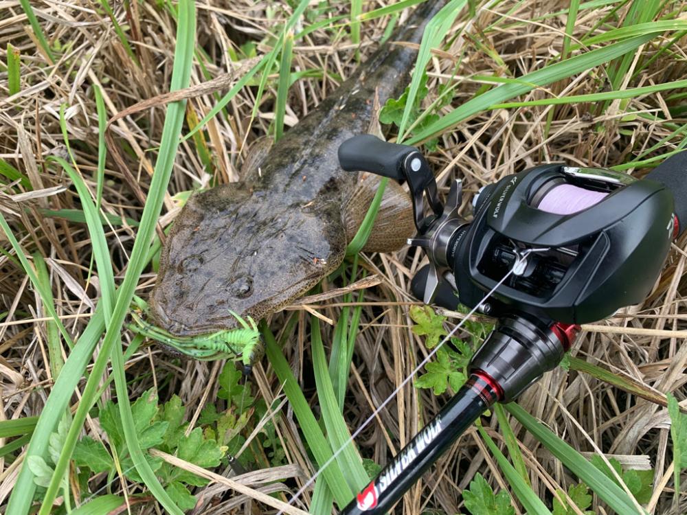 チニングと思いきや安定のマゴチ様