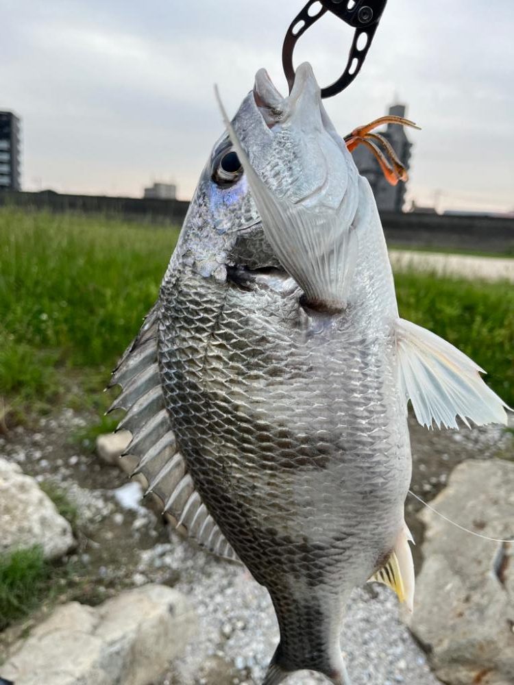 久しぶりの魚