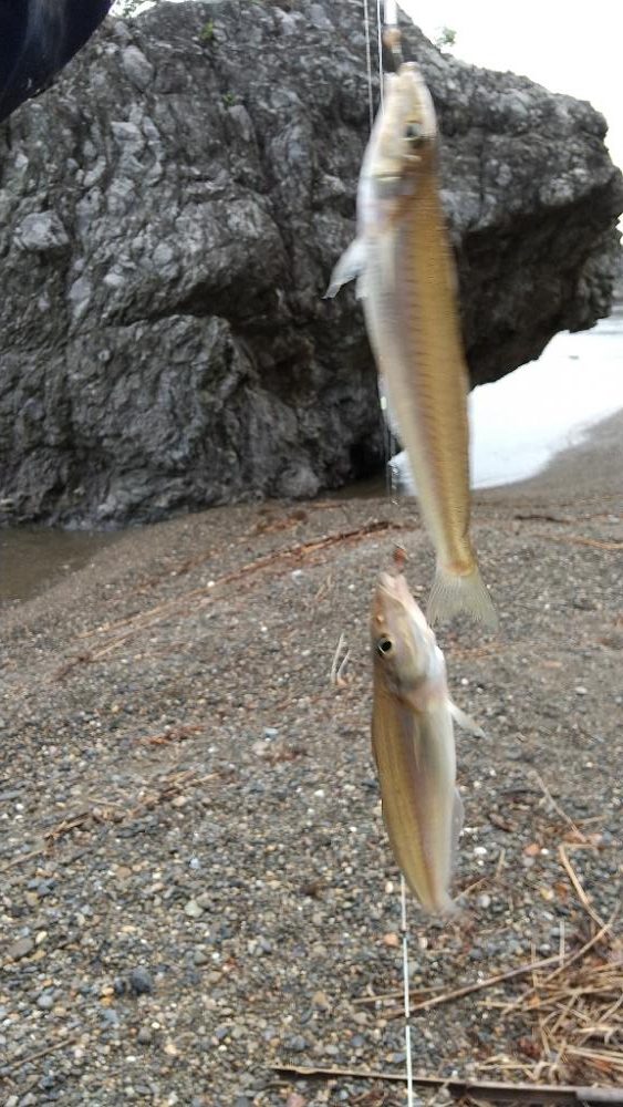 キス釣り〜連投