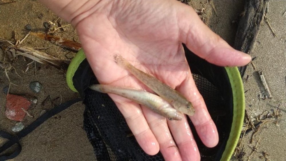 デキハゼ釣り〜淀川