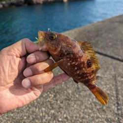 陸っぱり釣行記