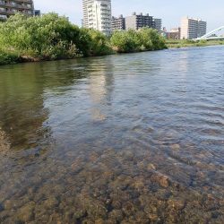 札幌市に流れている豊平川でヤマメが釣れる！！