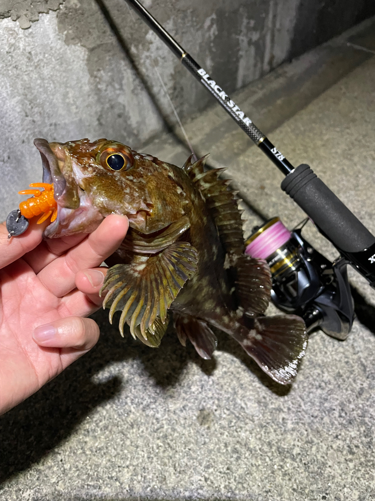 連日釣行の〆はガッシーで！