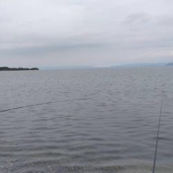 琵琶湖で小鮎釣り