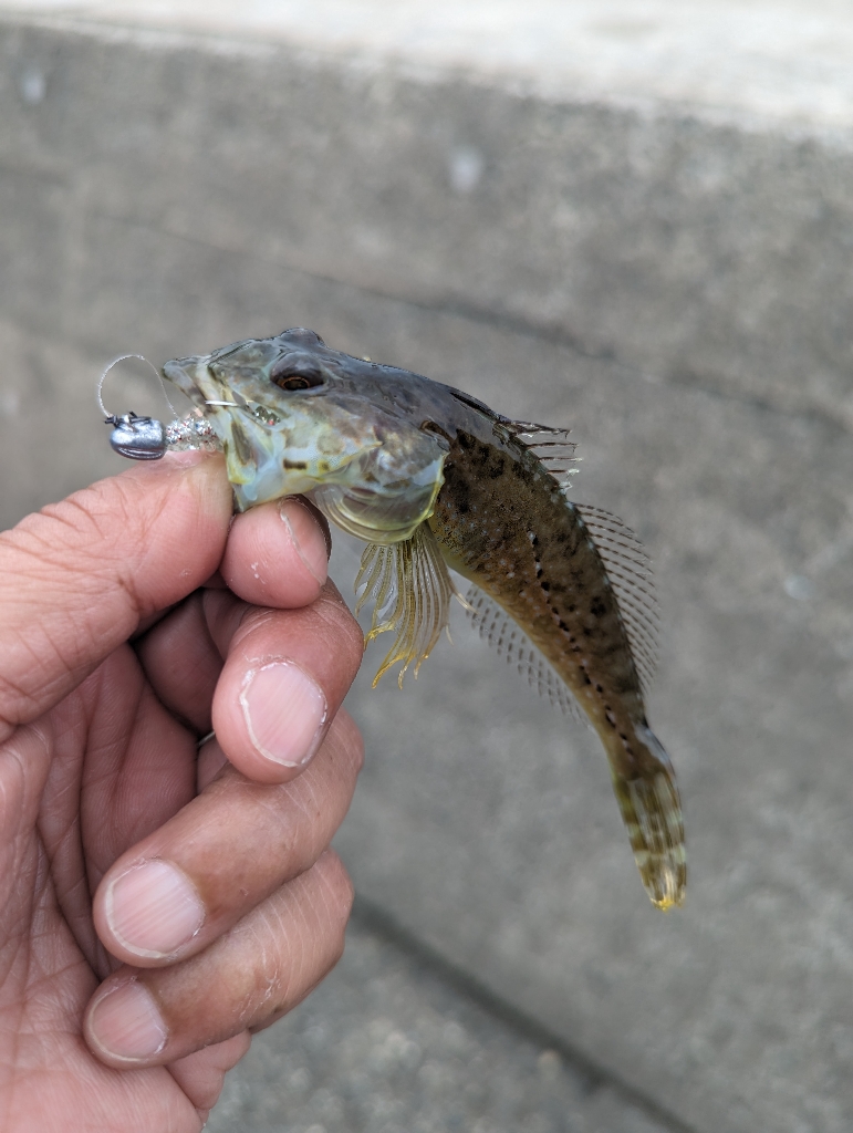 陸っぱり釣行記