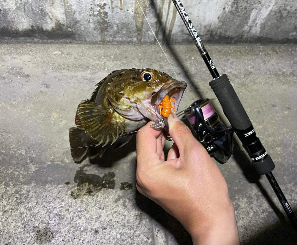 連日釣行の〆はガッシーで！