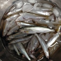 琵琶湖で小鮎釣り