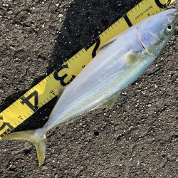 FLORIDA Bait Fish Identification