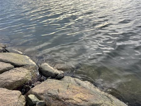 チニング　やっとこトップで釣れました。