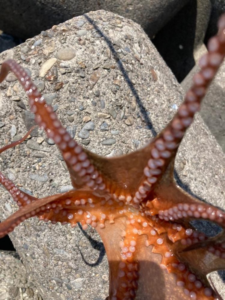 ⭐︎釣果以上の収穫