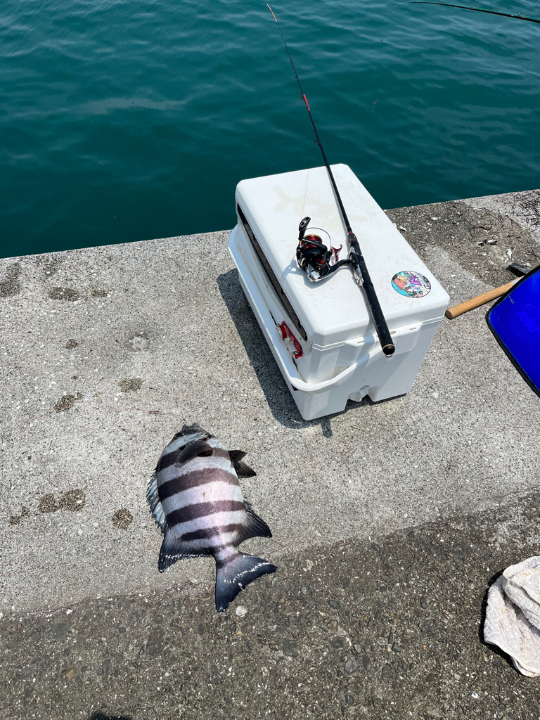 初かぶせ釣り🎣