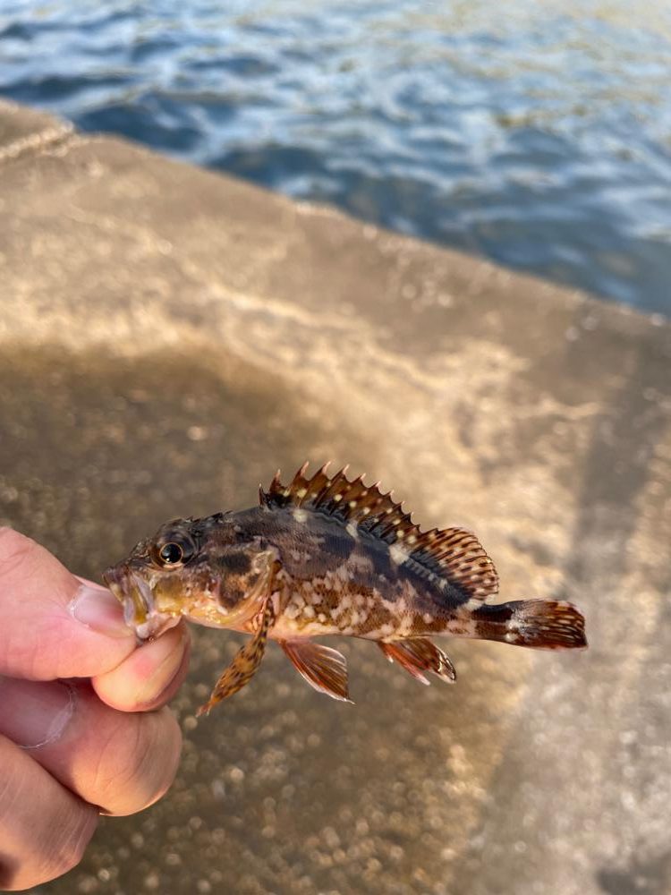 夕まずめの河口へ