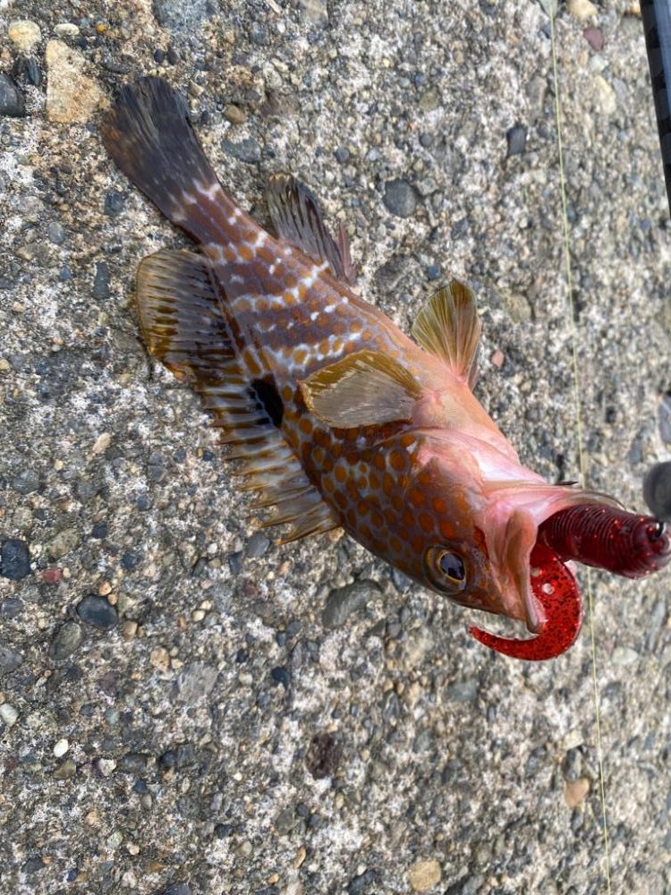 根魚