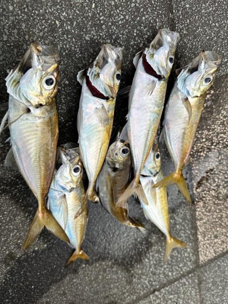 淡輪漁港 ショアジギング 陸っぱり 釣り・魚釣り