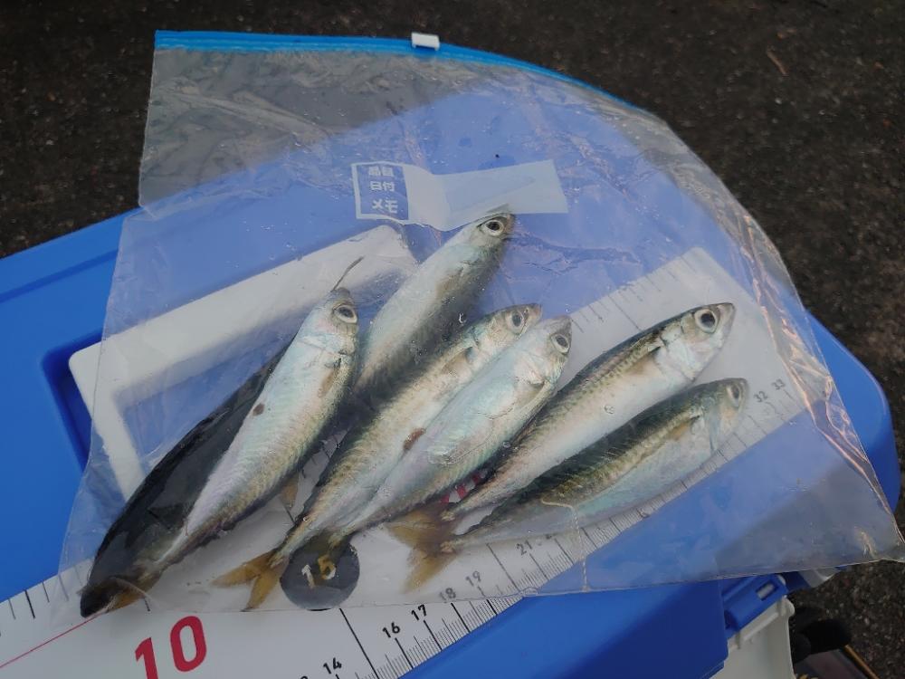 アジ狙いのサビキ釣り🎣