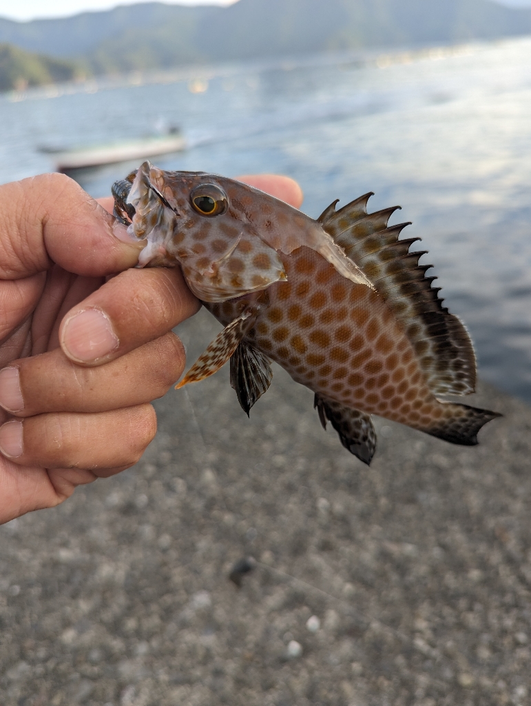 陸っぱり釣行記