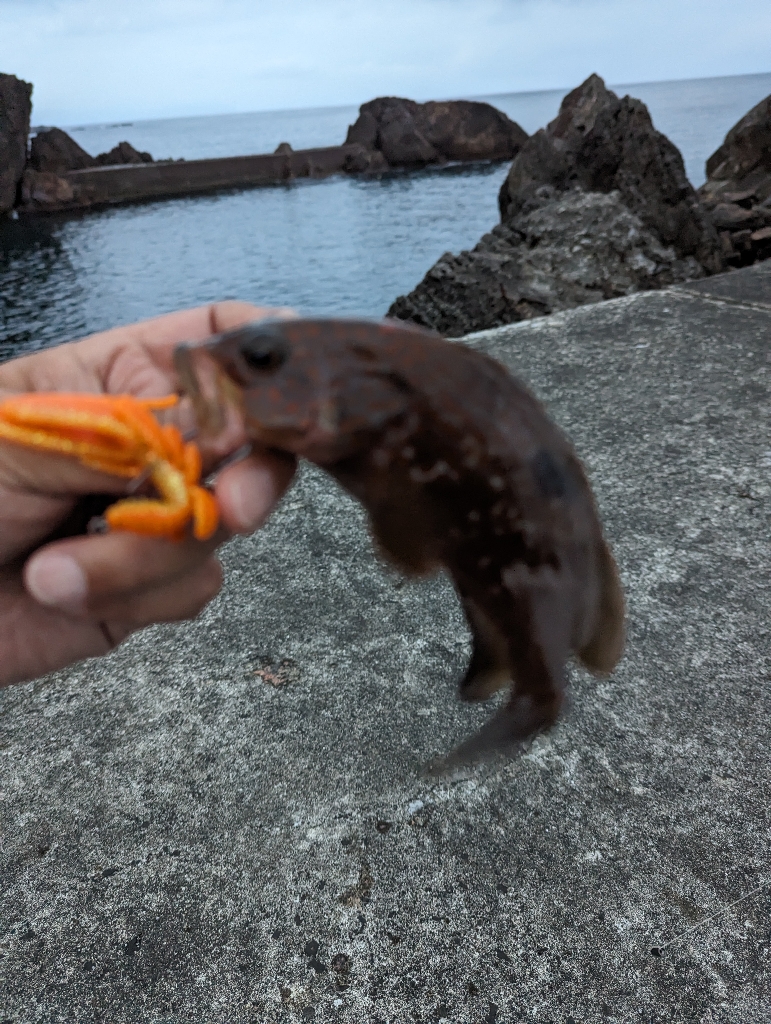 陸っぱり釣行記