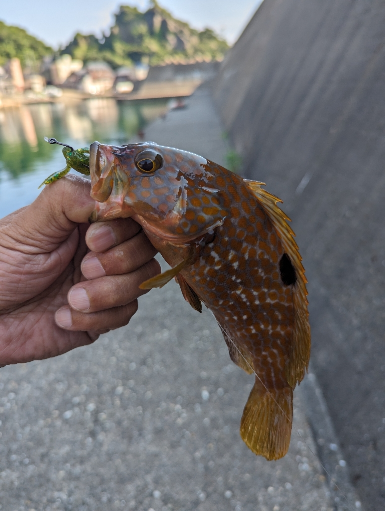 陸っぱり釣行記