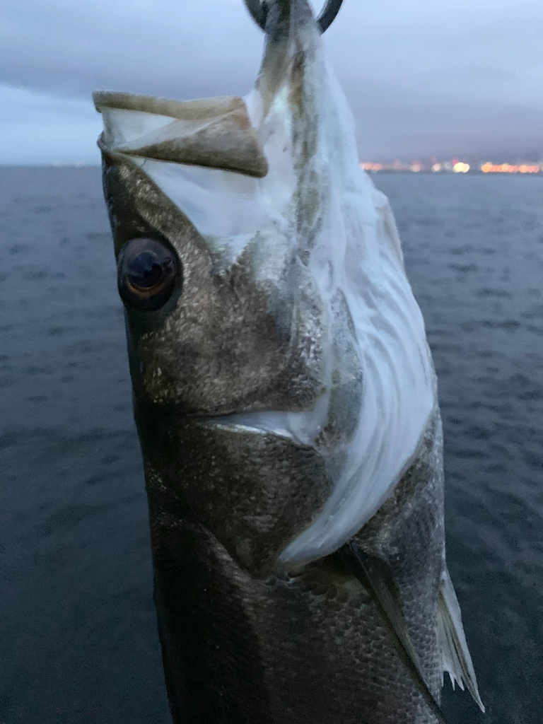 朝マヅメ釣行