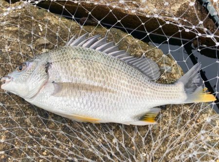 たまにはウキ釣りも良いですにゃぁと。