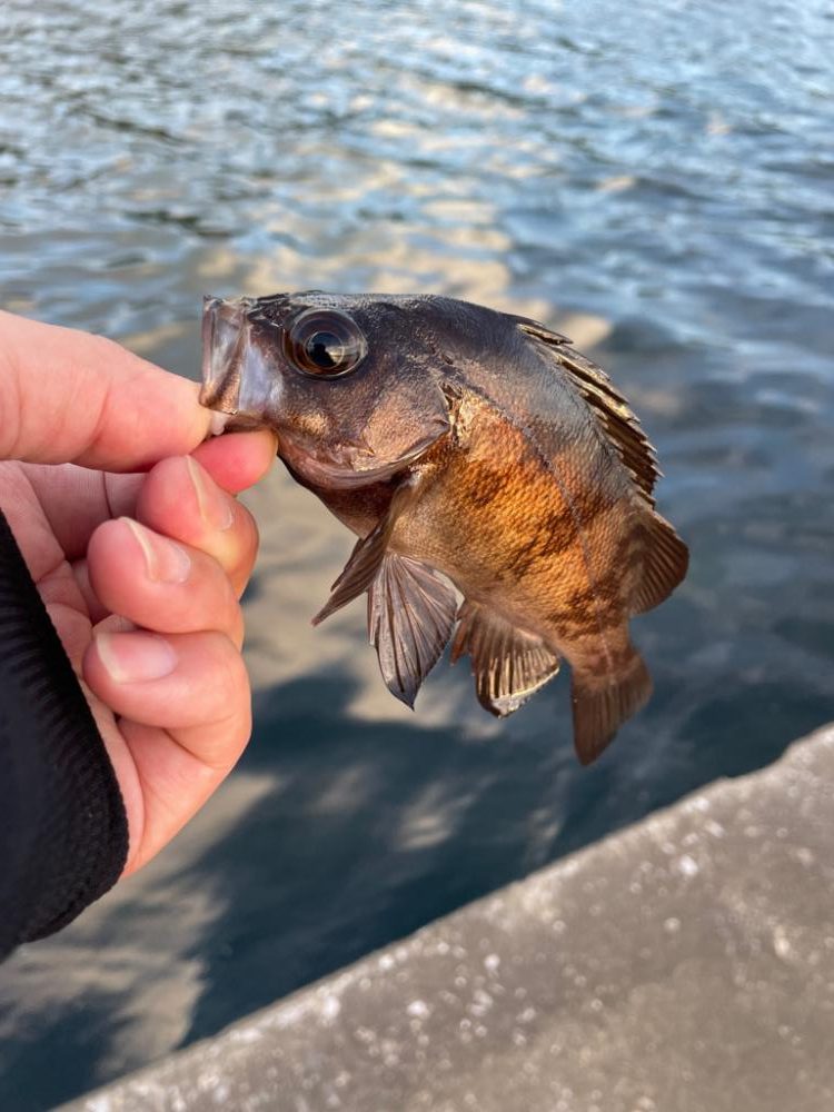 夕まずめの河口へ