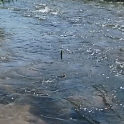 小鮎釣りの川、知内川で鮎イング